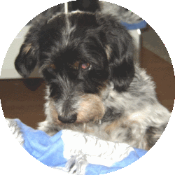 Fritzi muss manchmal auf Nachschub warten - Auspackpakete f�r Hunde
