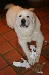 Maremanno Akki und seine Auspackpakete f�r Hunde - www.dogiaction.de