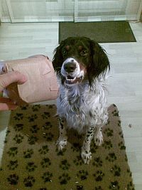 Sancho mag Dogbrocks von Dogiaction - DAS Hundespiel für super Hunde.