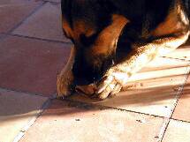 Bob bei Dogiaction, mallorquinischer Schäferhund